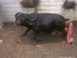 Description 2000 - Magnificent Buffalo Sculpture in African Hardwood - 130kg