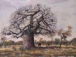 Description Lot 524 - Baobab & Buffalo Oil on Board by Errol Norbury 